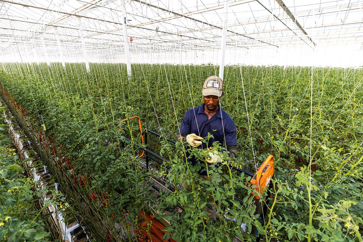 Worker tending crops in a Caribbean greenhouse