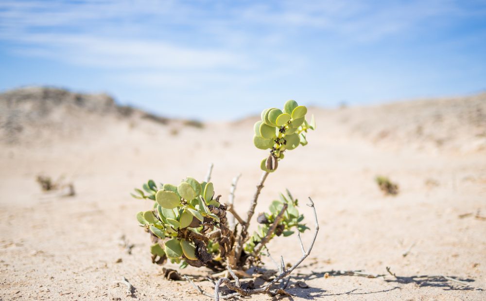 UNEP Adaptation Gap Report 2023