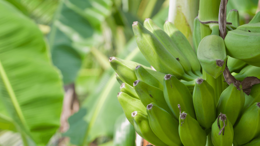 Agricultural Policies in the Caribbean: A Regional Analysis