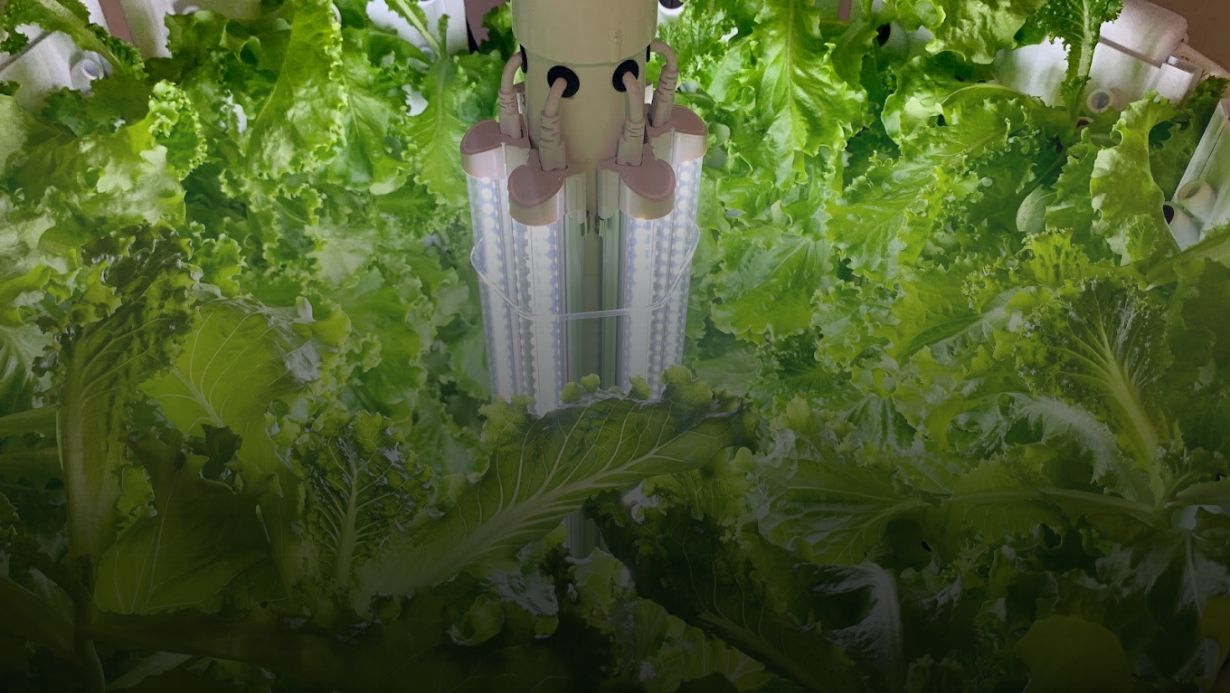 Growing Futures: How Anguilla’s Students are Cultivating Change with Flex Farms