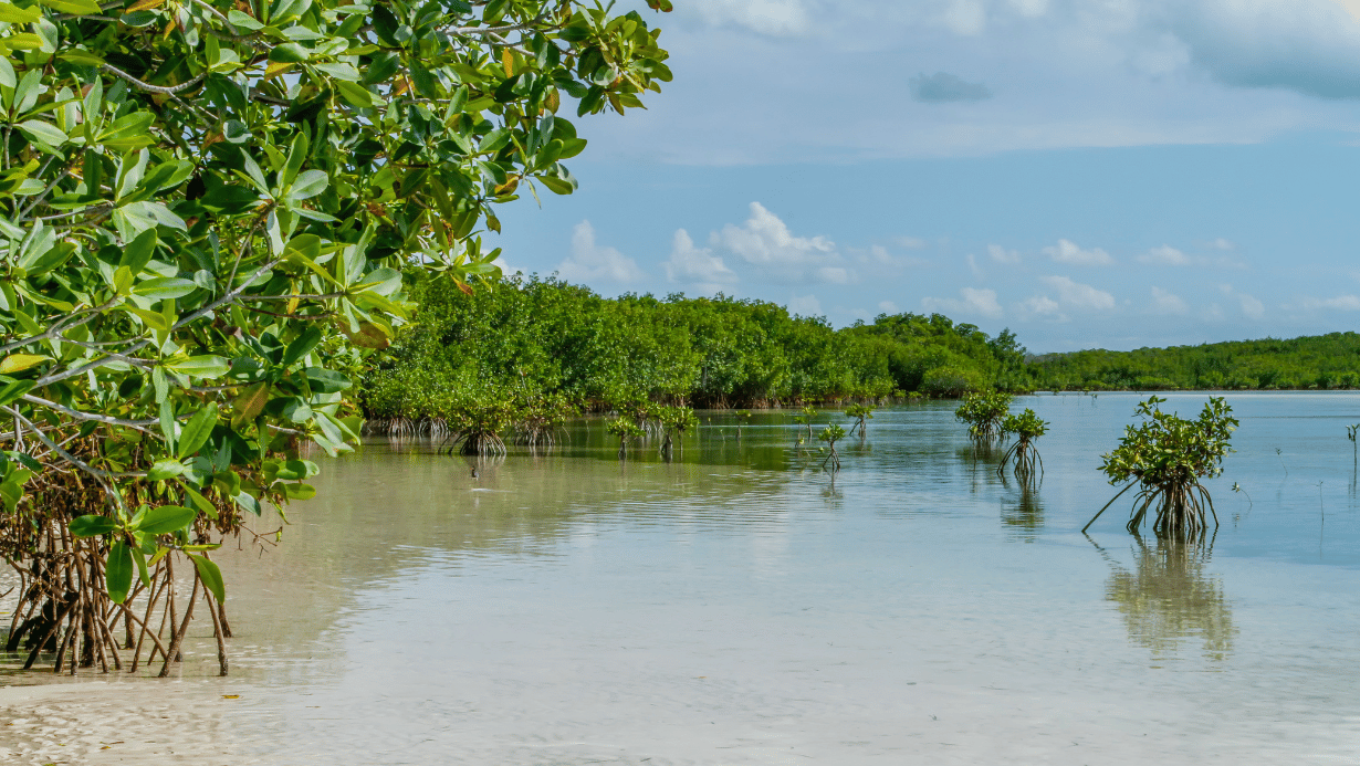 The Organisation of Eastern Caribbean States and Invert Sign MOU on Carbon Reduction and Removal Initiatives in the Caribbean