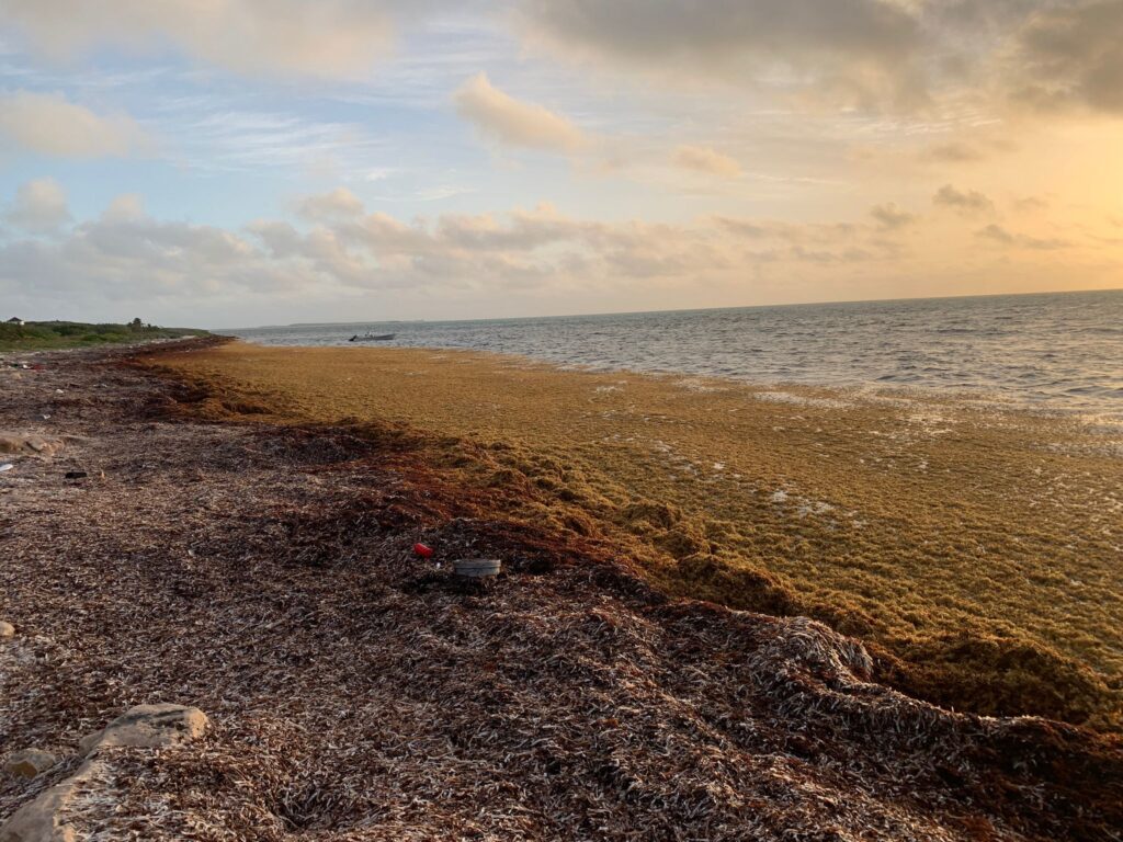 Sargassum, a common Caribbean climate problem Caribbean ClimateSmart
